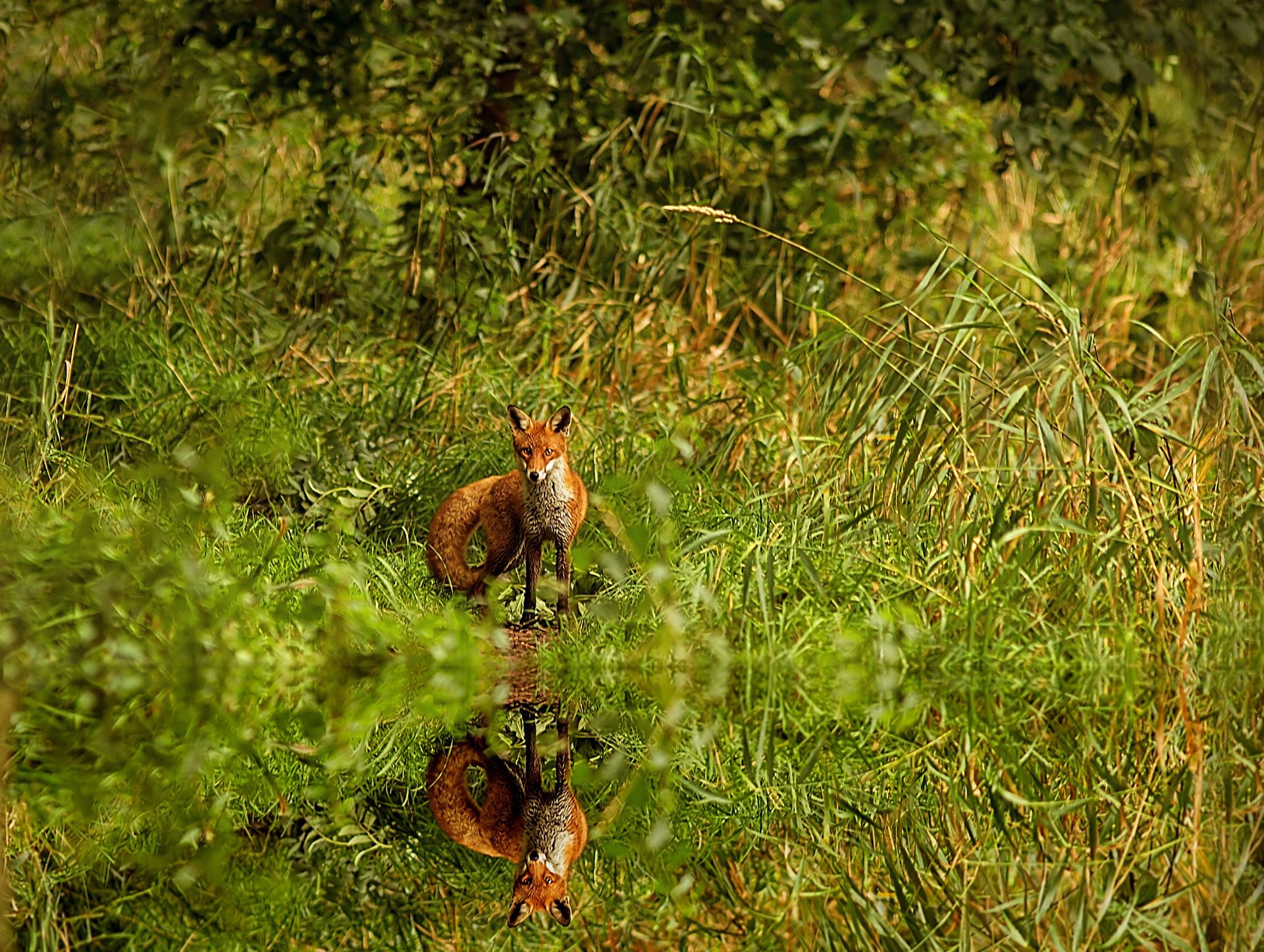 gras fuchs rotschopf