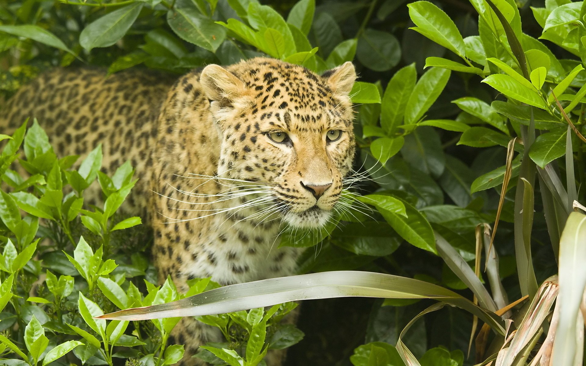 lampart wąsy leopard krzew pysk panthera pardus drapieżnik