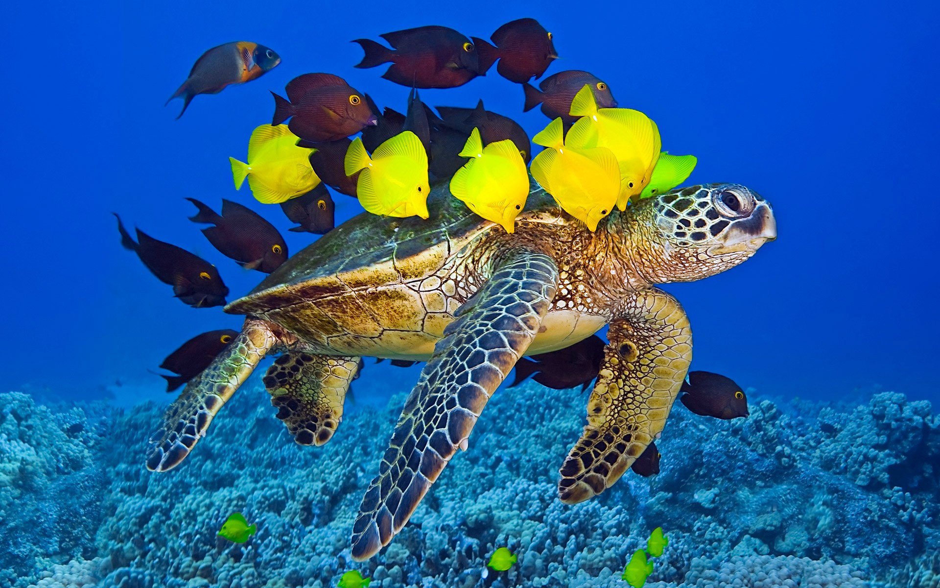 tartaruga sottomarino gregge oceano mondo giallo pesce