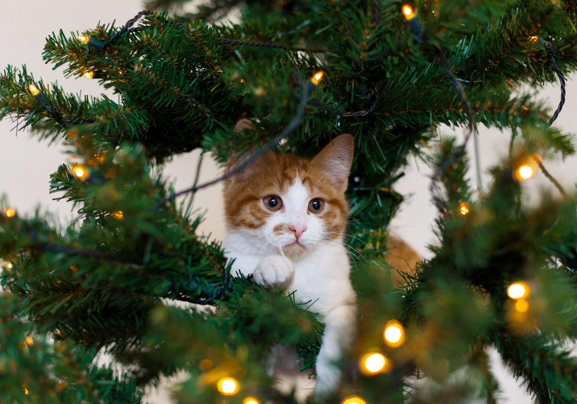 chat rouge arbre de noël blanc chat guirlande chaton