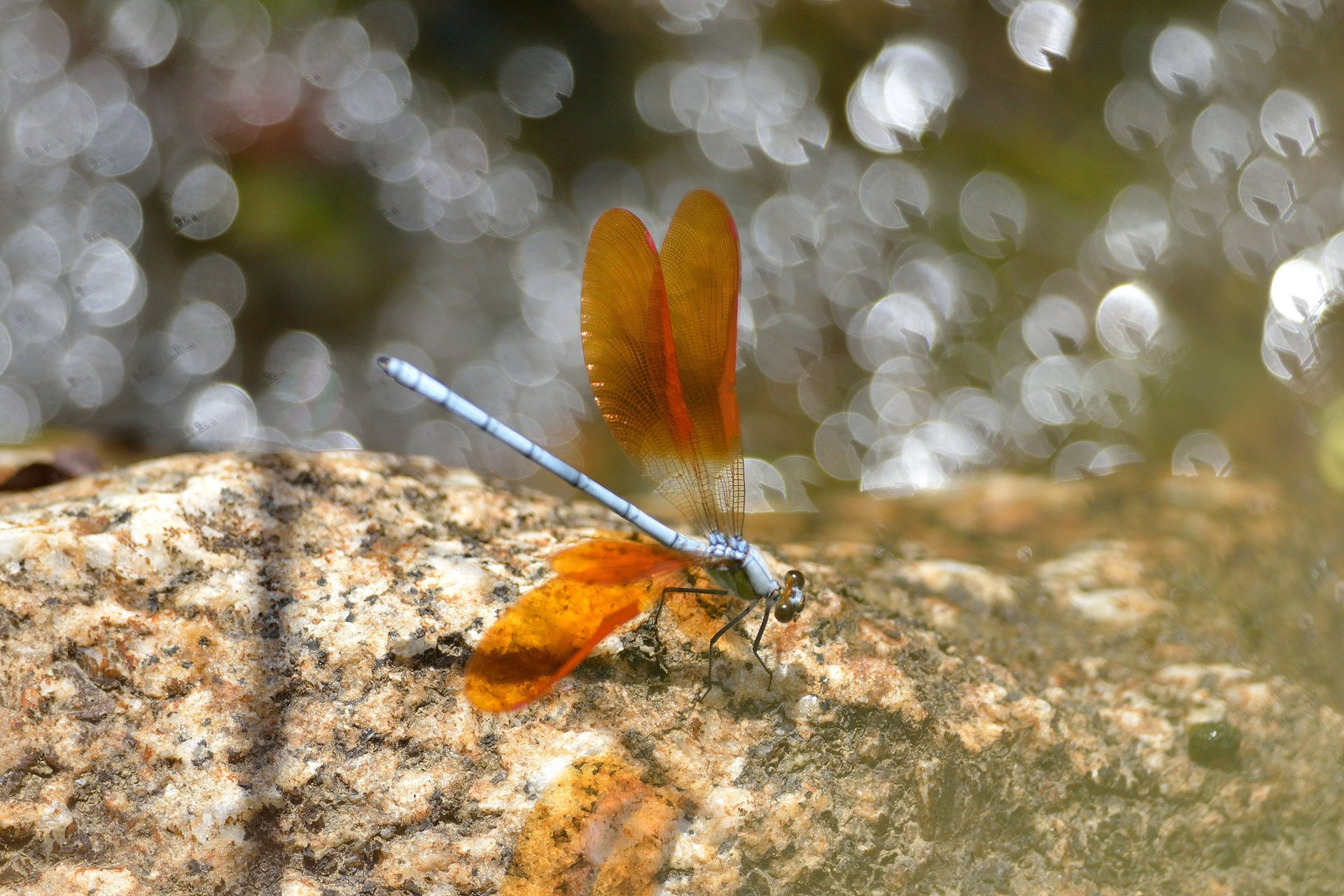 insecto reflejos alas libélula naranja