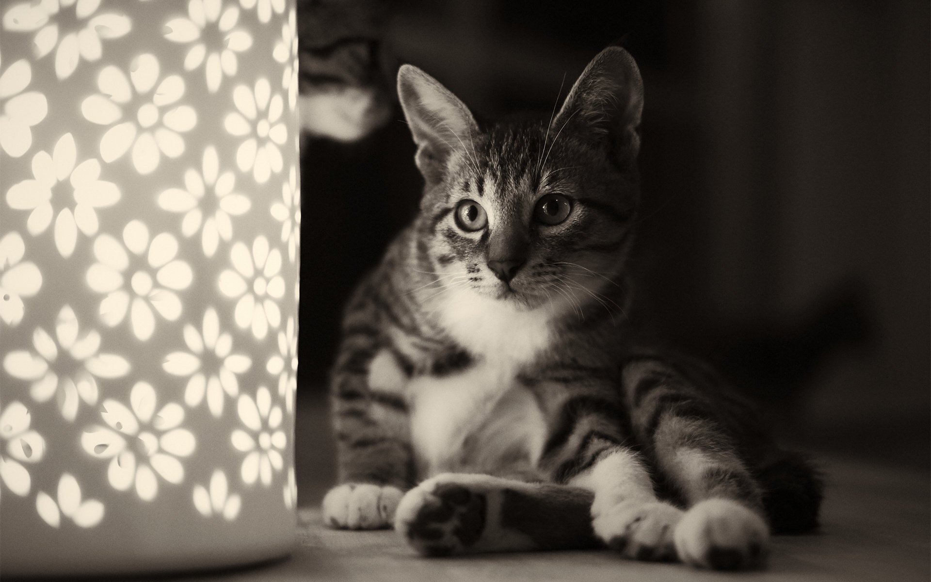 chat veilleuse assis chat lampe fleurs