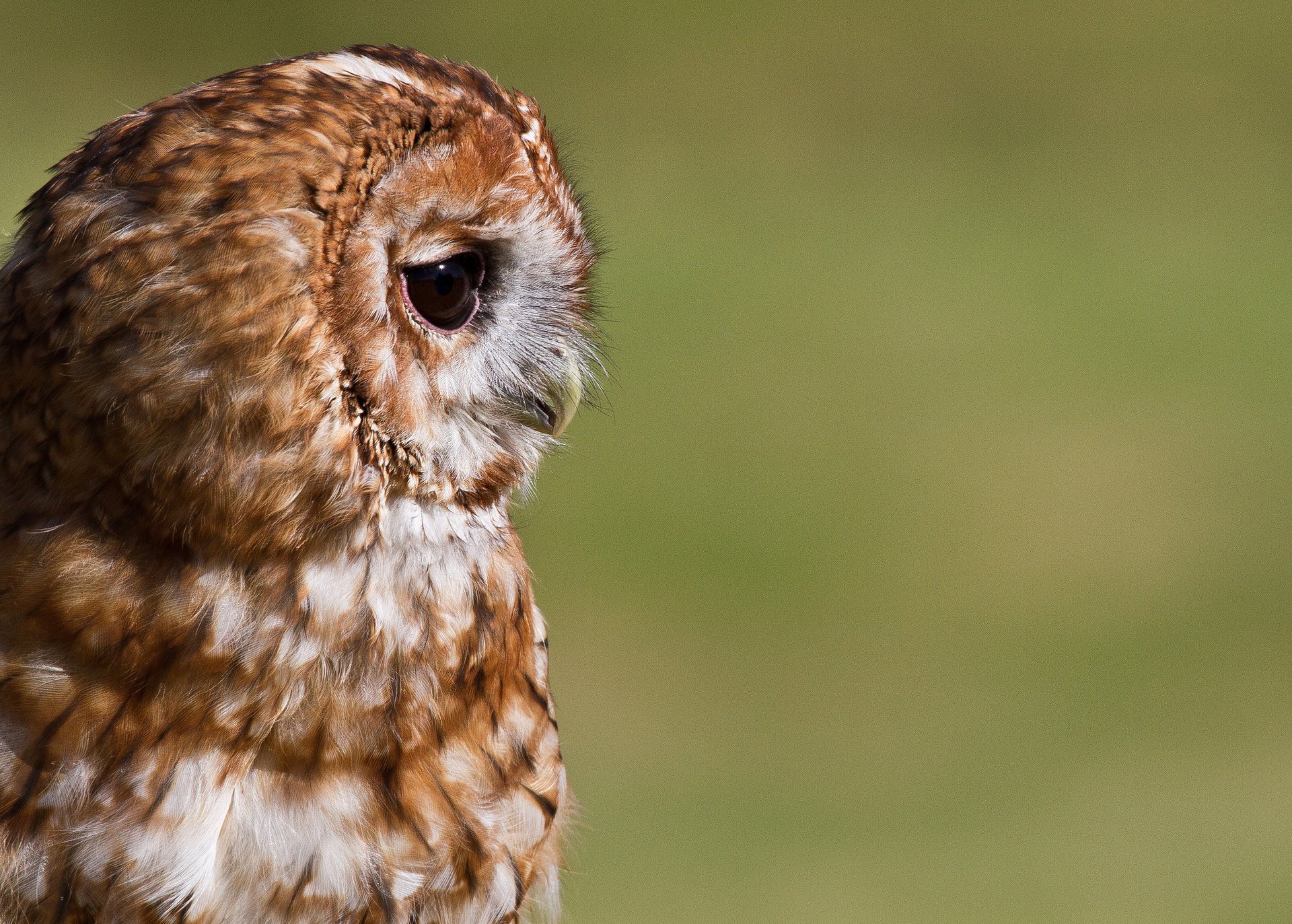 oiseau hibou profil fond portrait