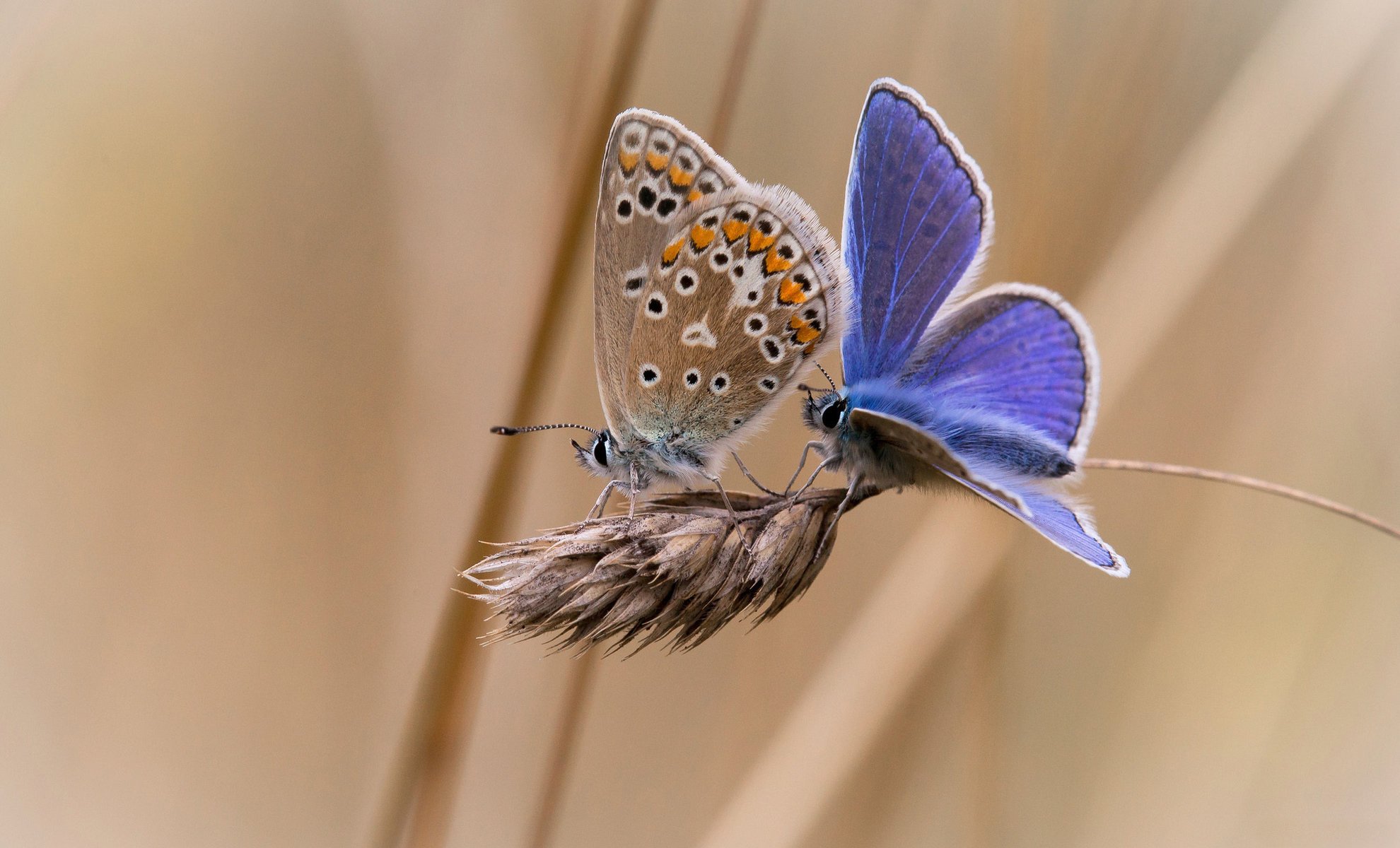 pike butterfly background two