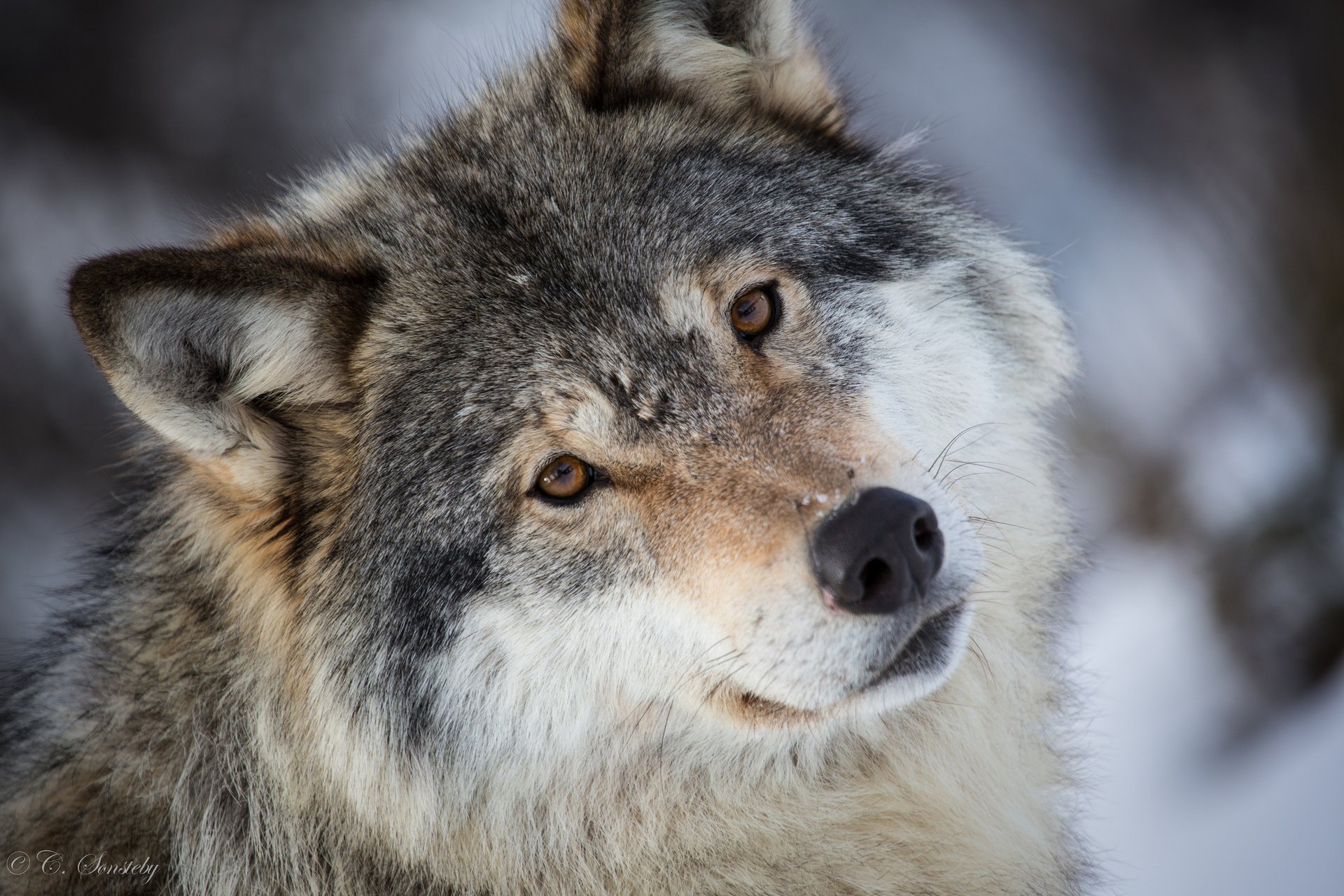 wolf porträt schnauze blick raubtier grau