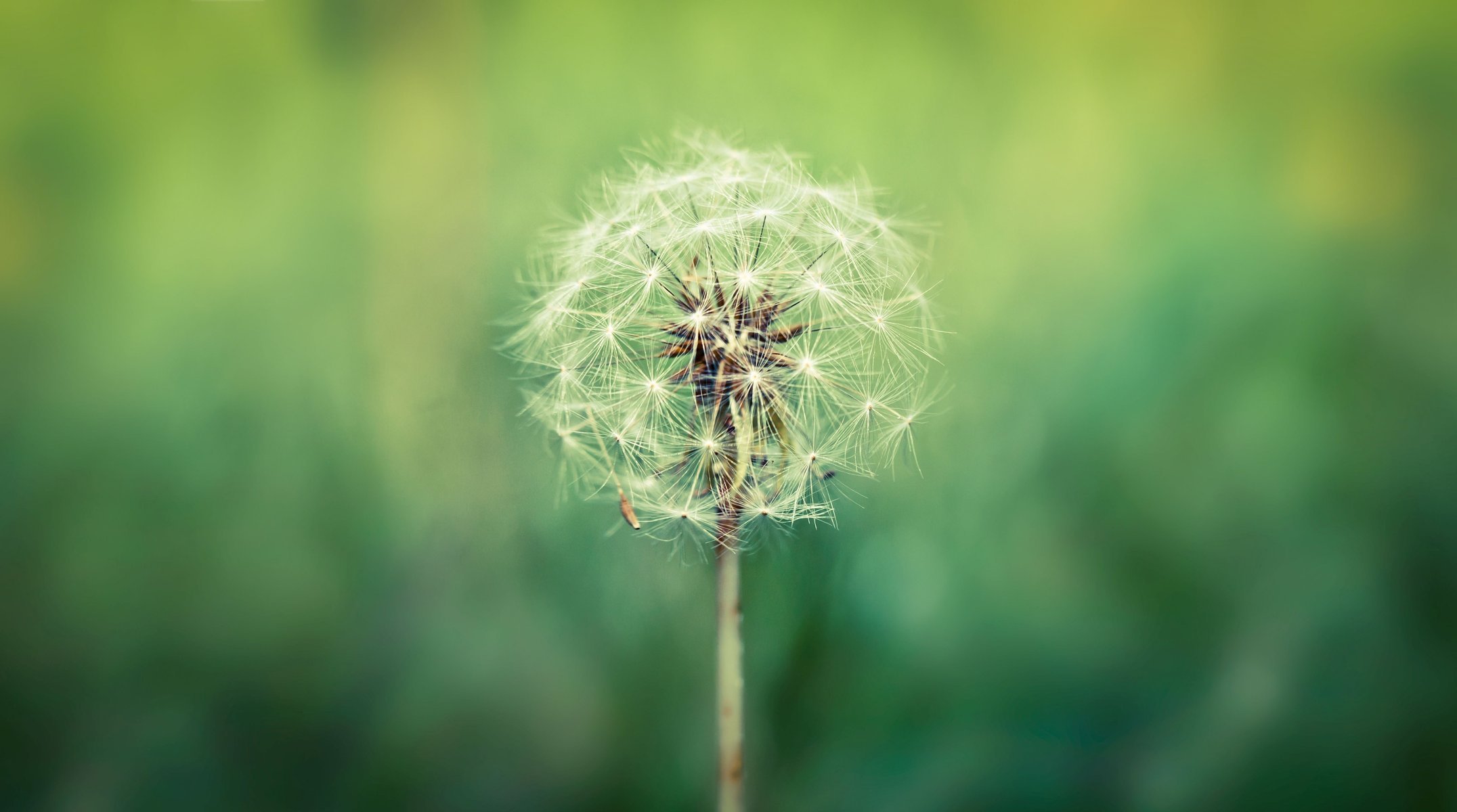 macro dandelion macro wallpaper green background blur