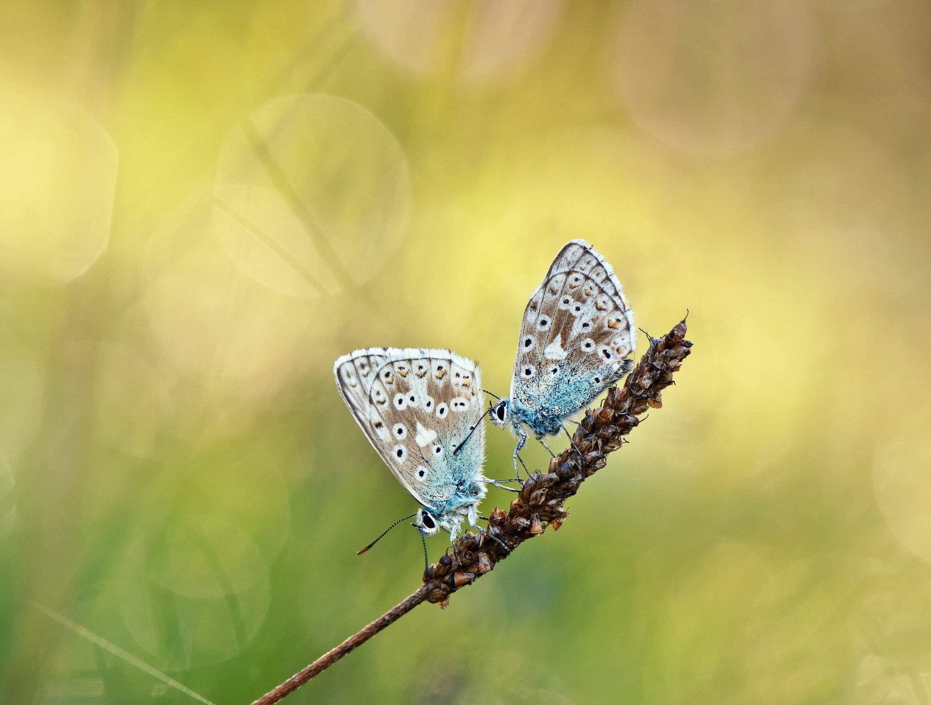 planta fondo dos mariposas resplandor espiga