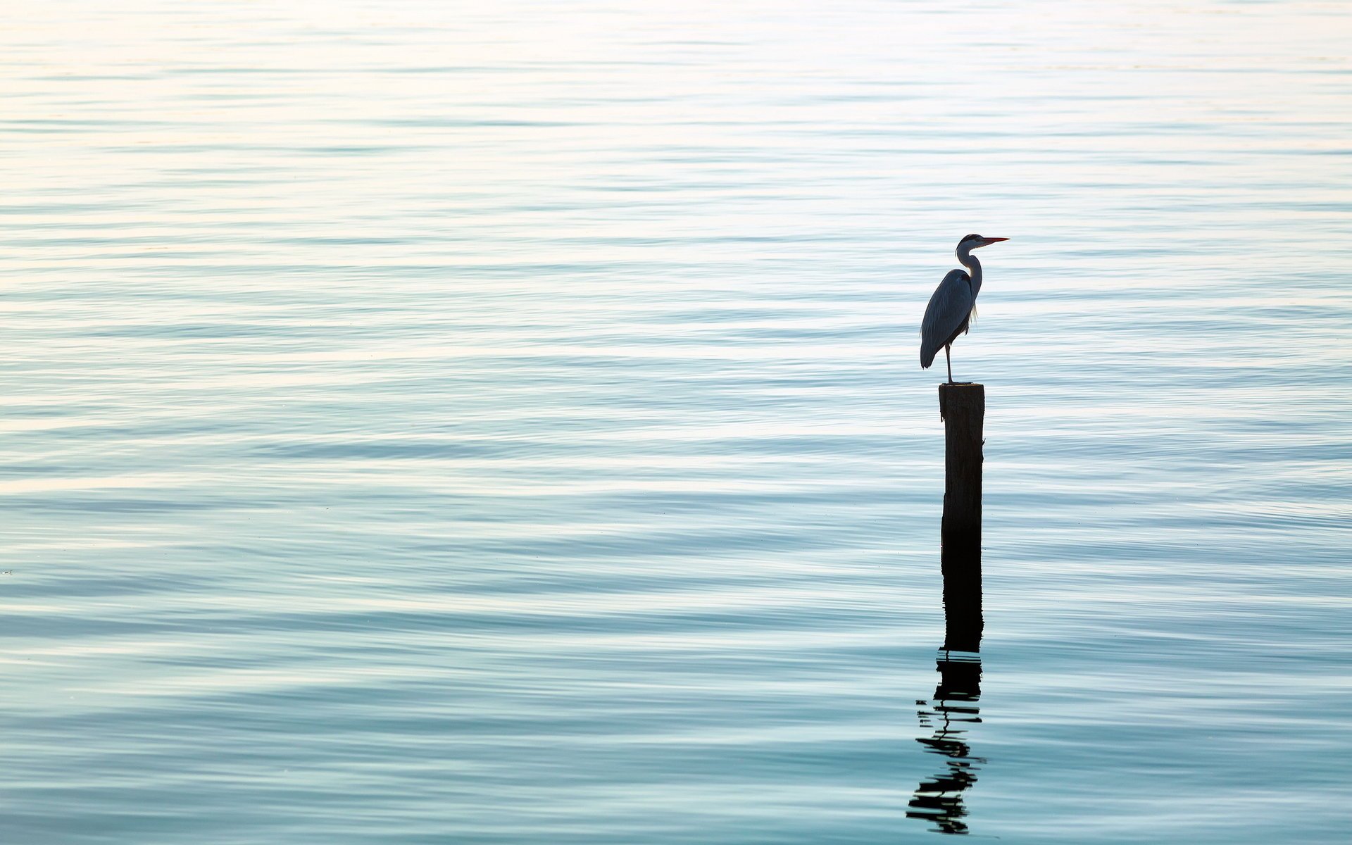 oiseau eau nature