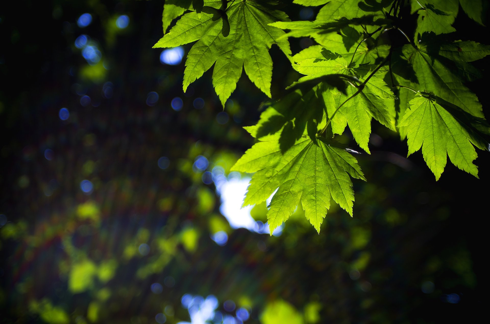 macro green shape leaf leaves leaflet