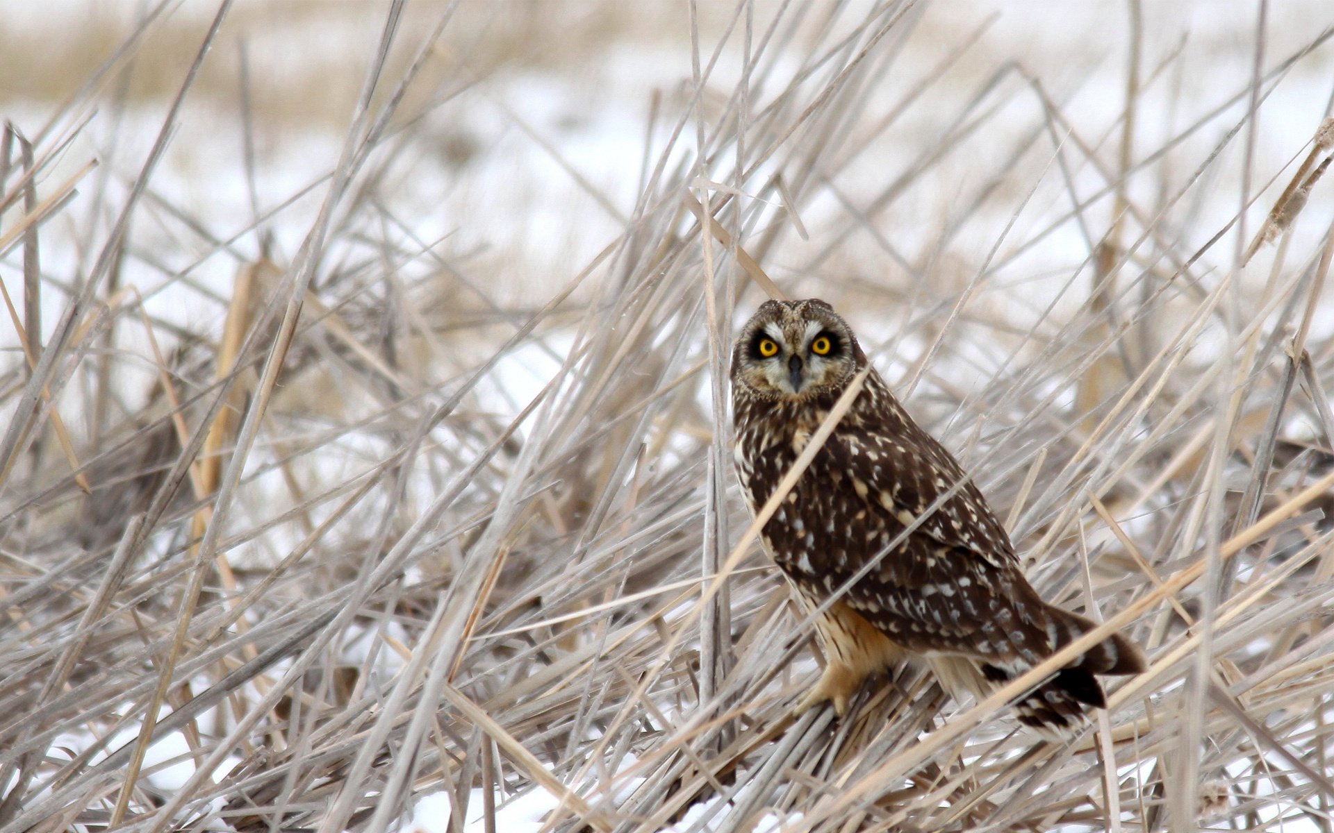 oiseau sec neige herbe hiver hibou