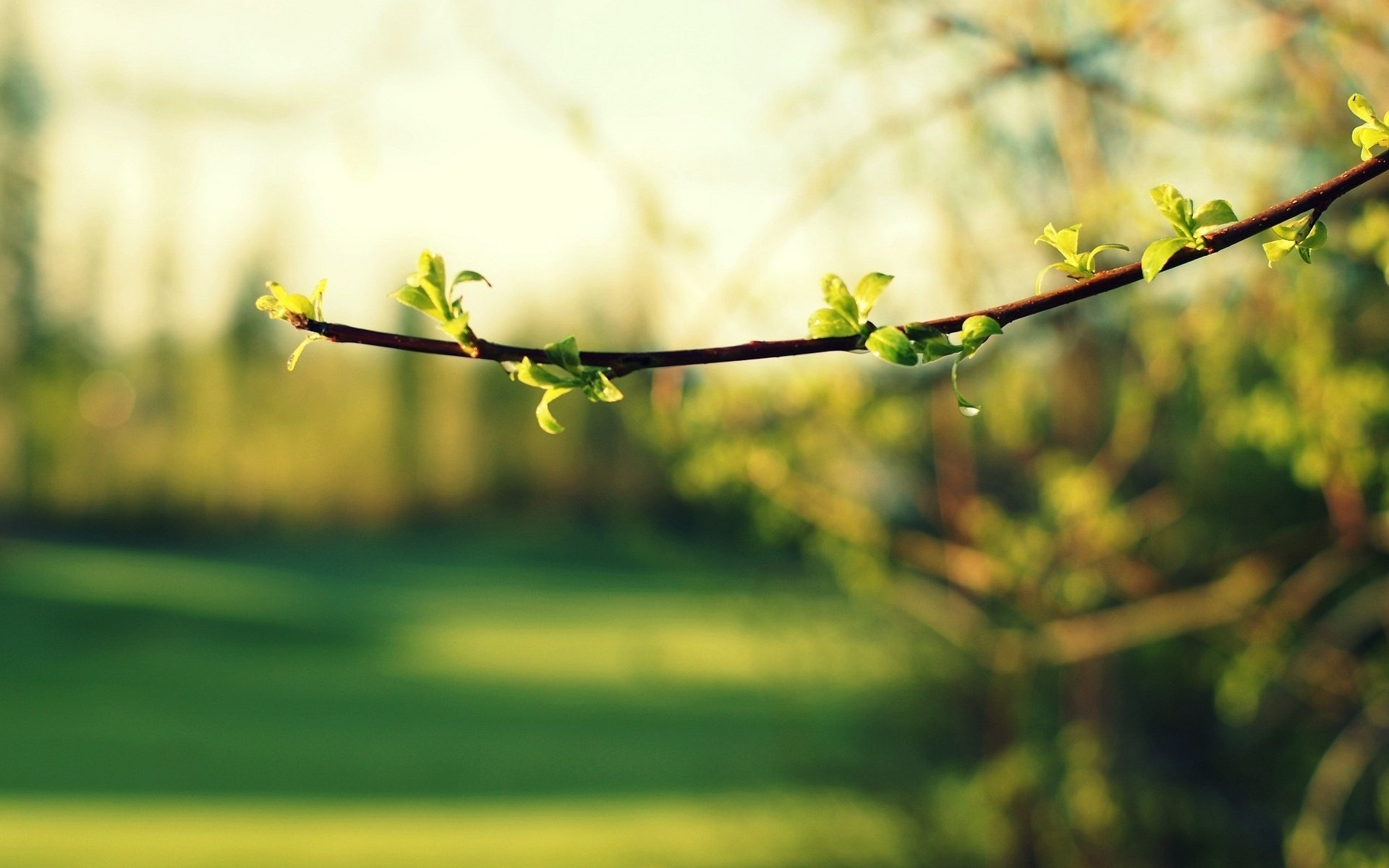 macro feuille branche feuille vert flou