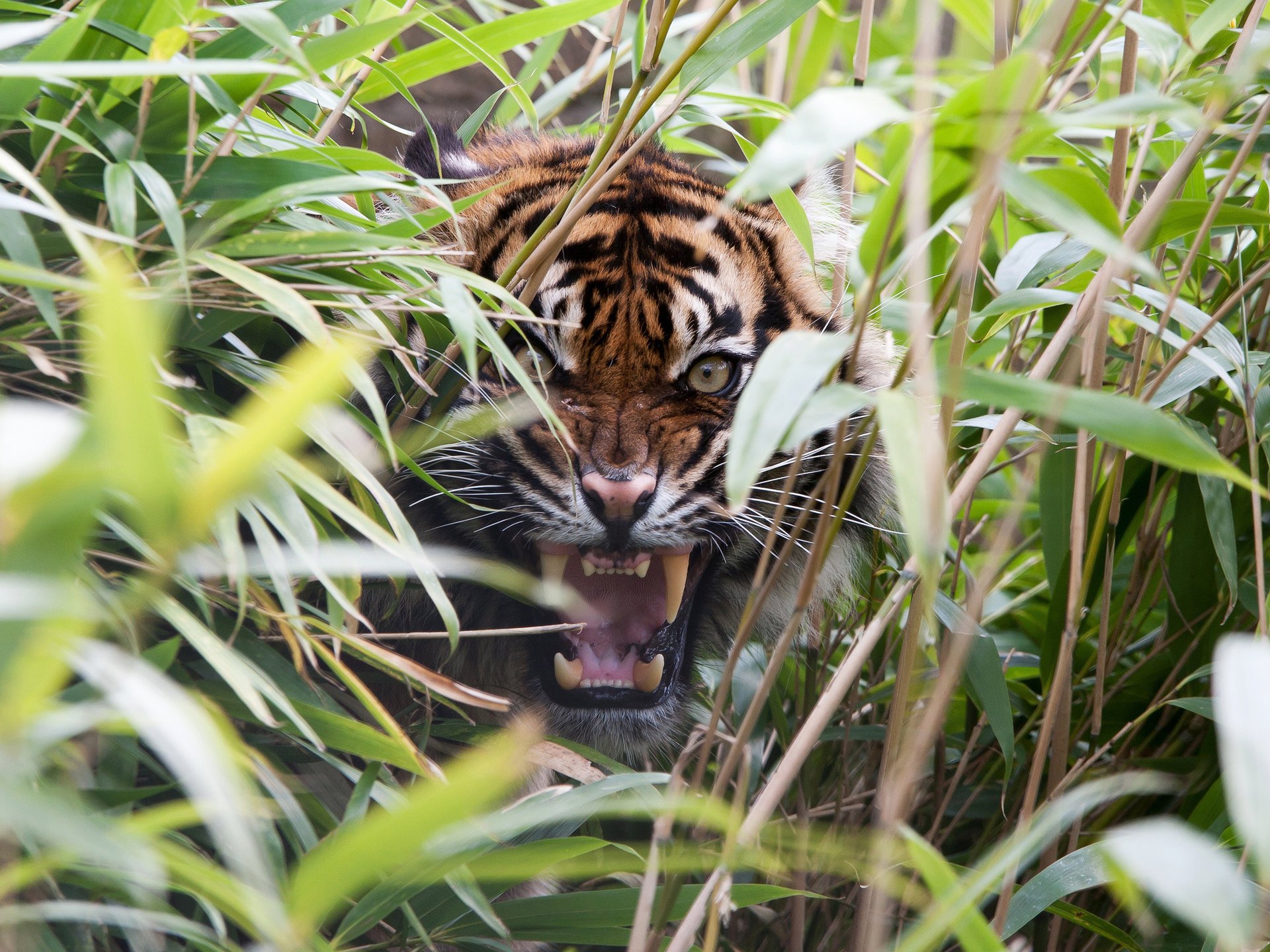 tiger mouth grass fangs rage predator