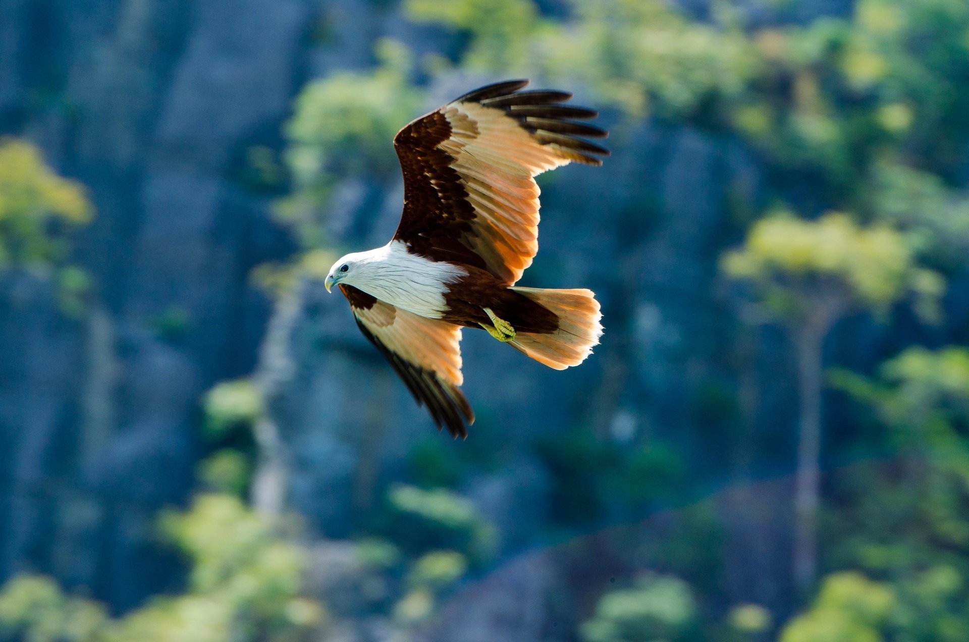 oiseau aigle fond prédateur