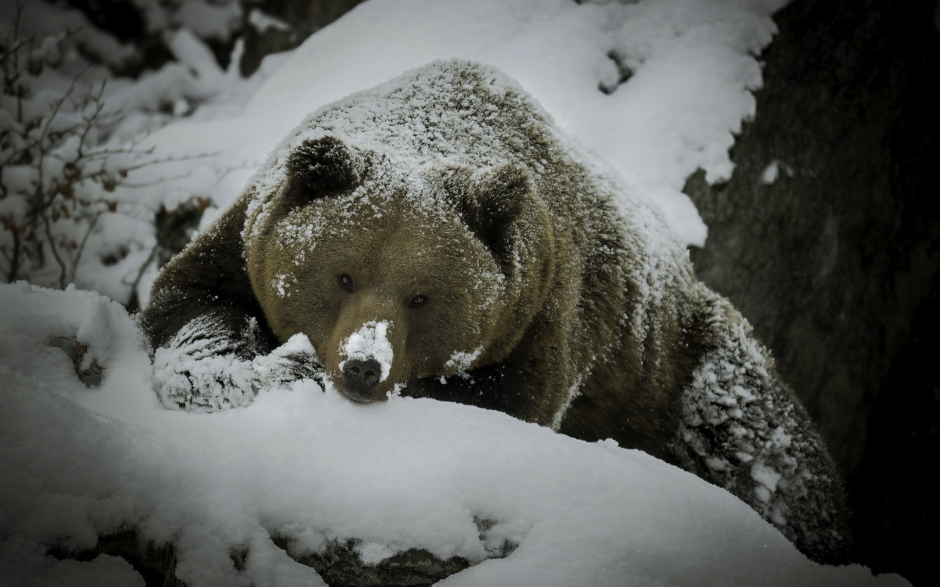 schneidet nicht die augen bär schnee