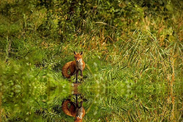 Der rothaarige Fuchs spiegelt sich im Wasser wider