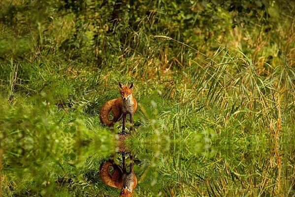 A red fox is reflected in the water