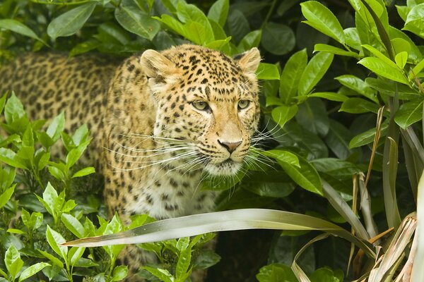 Leopardo en la naturaleza en el bosque