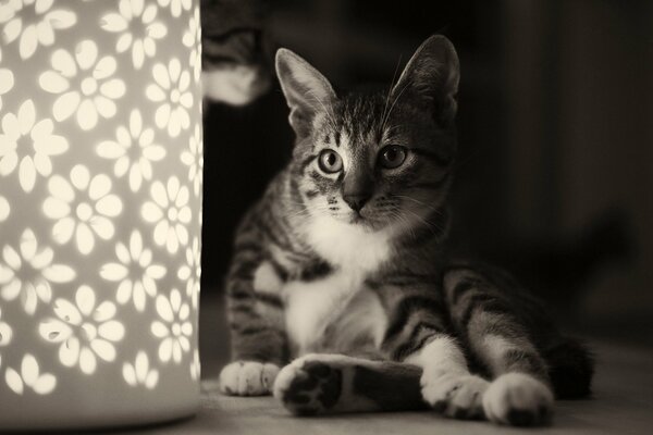 Kotek patrzy na lampę w ciemności