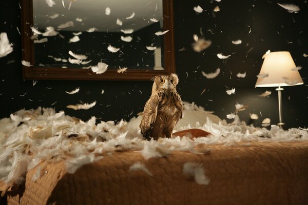 An owl is sitting on a bed in the bedroom, and feathers are around it