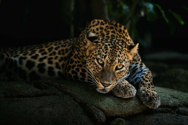 Ein Leopard liegt auf dunklen Steinen