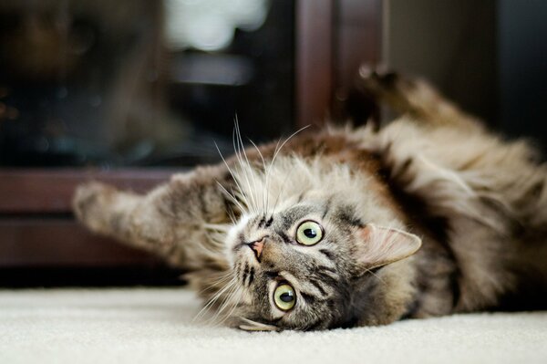 A fluffy cat is lying on the floor