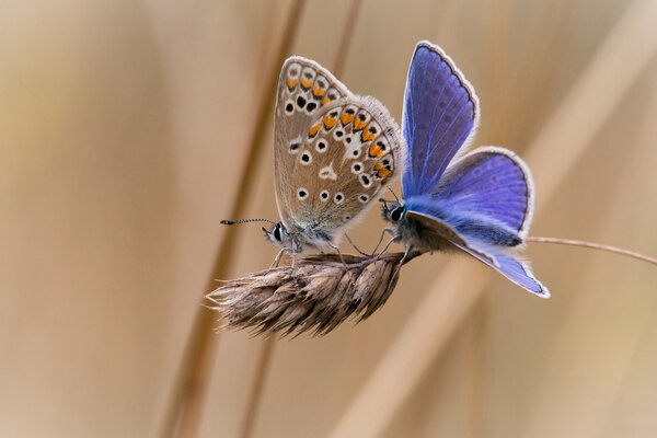 Two butterflies are sitting on a spike