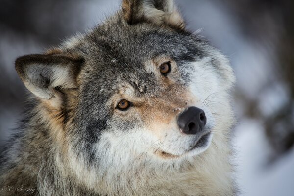 The muzzle of a gray wolf in the forest