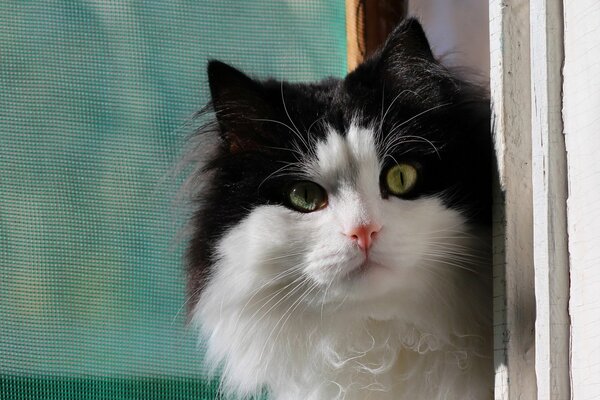 A black and white cat looks out the window