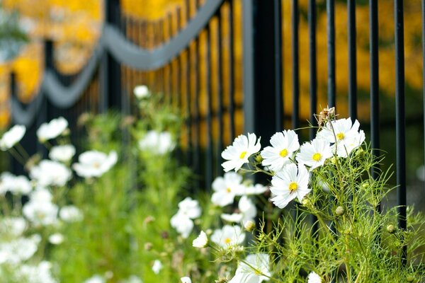 White flowers along the fence