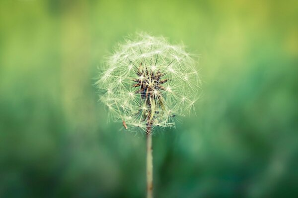 Pissenlit sur fond vert flou