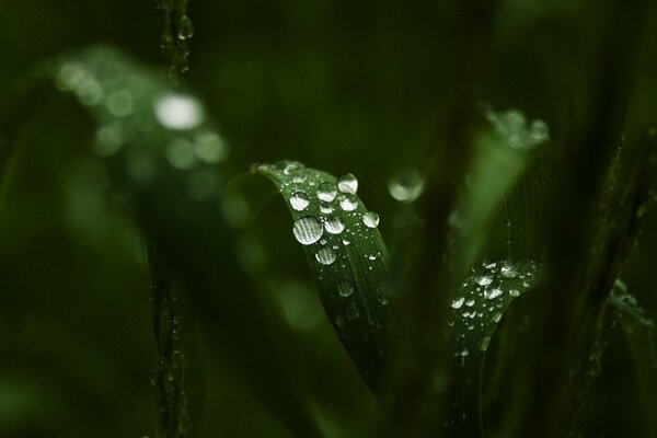 Feuilles de muguet dans la rosée du matin