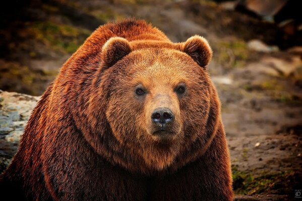 The muzzle of a fluffy brown bear