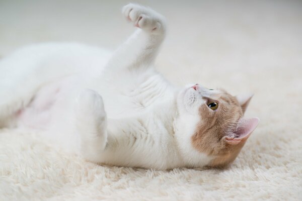 Chat blanc jouant sur le tapis