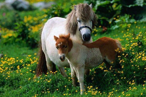 Pony che camminano su un prato fiorito