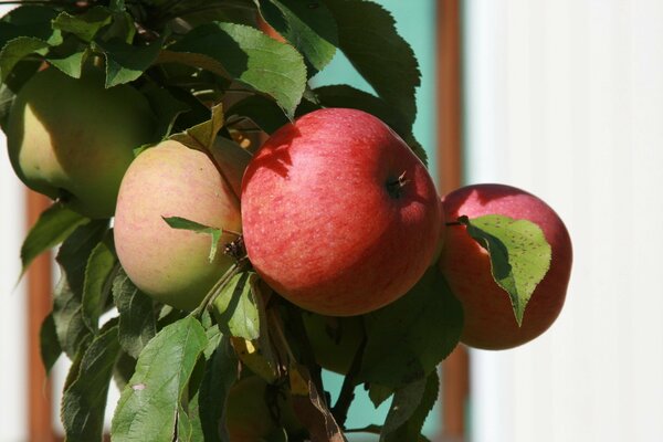 Äpfel im Garten auf einem Ast