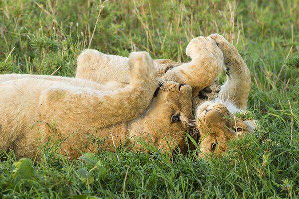 Bellissimi cuccioli di leone in natura