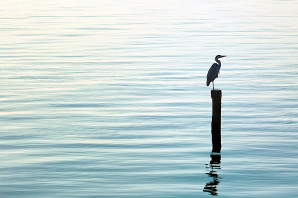 Ein Reihervogel steht auf einem Baumstamm. Wasseroberfläche, Stille, Natur