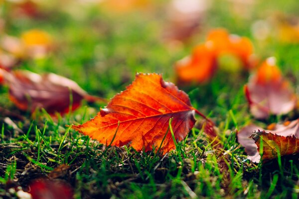 Foglia d autunno si trova sull erba verde