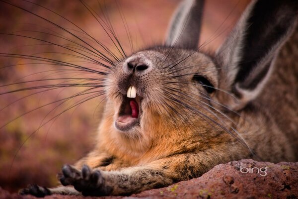 Cute gray bunny stretches and yawns