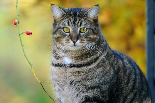 Grey cat with green eyes