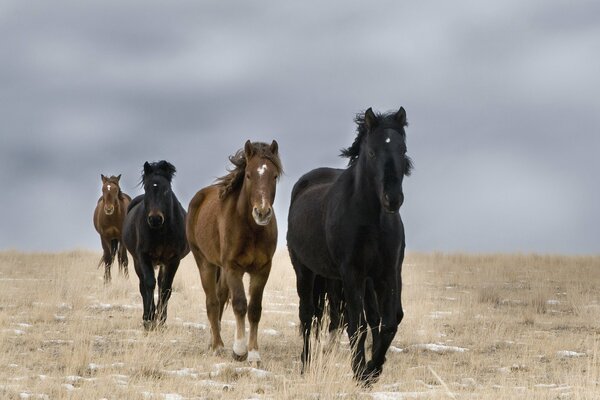 Wild horses galloping across the field