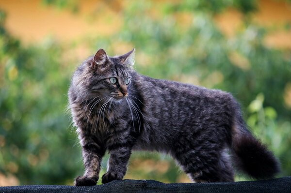 Flauschige graue Katze im Freien