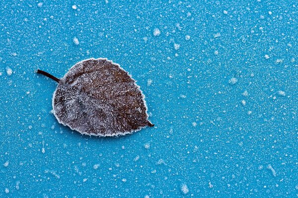 La hoja está cubierta de escarcha congelada, se encuentra sobre un fondo azul