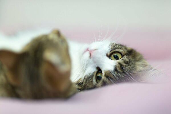 La mirada de un gato blanco y gris