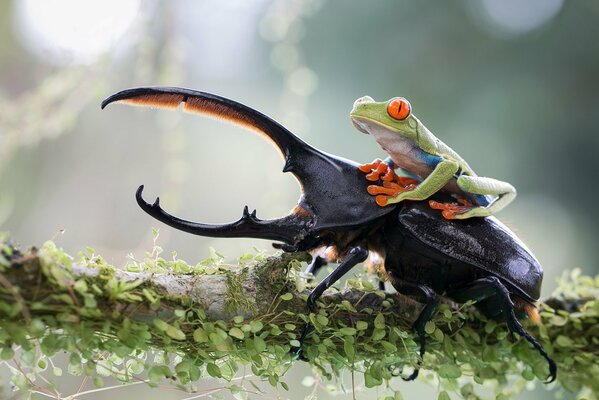 Escarabajo y rana en una rama de árbol