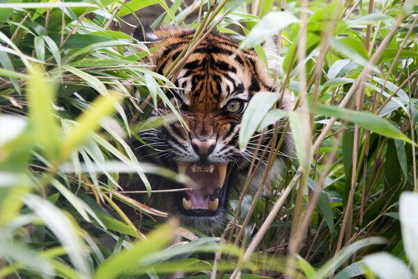 Tigre en colère dans l herbe avec la bouche ouverte