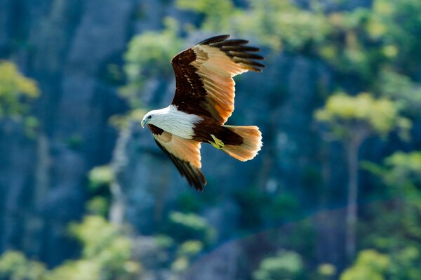 Aquila che vola allargando le ali