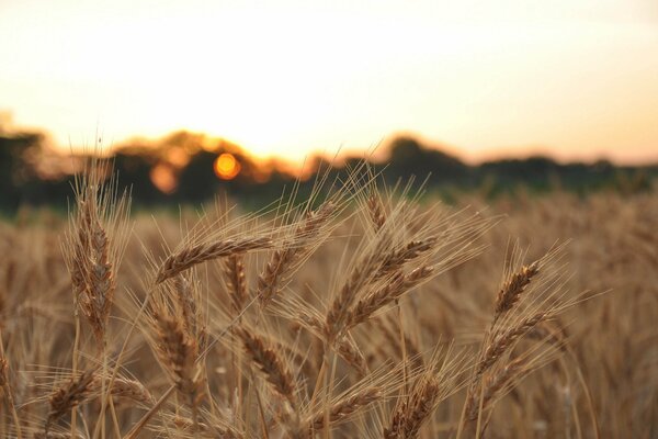 A field of wheat ears at sunset