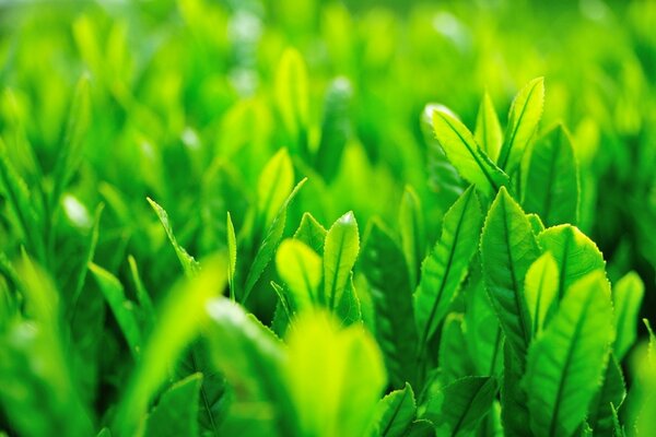 Background of large green leaves