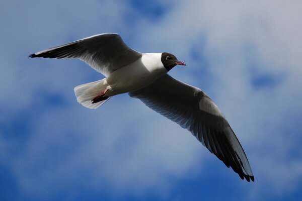 La gaviota de ozono vuela en el cielo